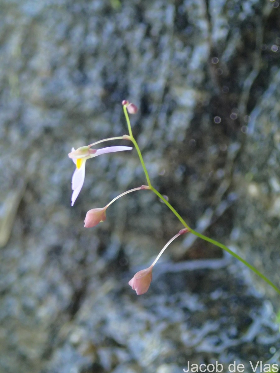 Utricularia striatula Sm.